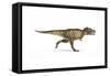 Tyrannosaurus Rex Dinosaur on White Background-null-Framed Stretched Canvas