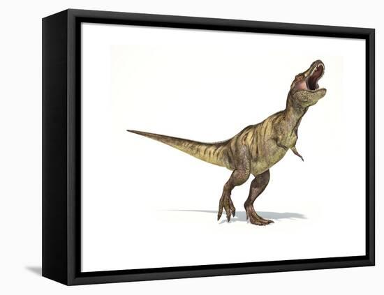 Tyrannosaurus Rex Dinosaur on White Background-null-Framed Stretched Canvas