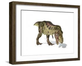 Tyrannosaurus Rex Dinosaur on White Background-null-Framed Art Print