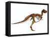Tyrannosaurus Rex Dinosaur Skeleton-null-Framed Stretched Canvas