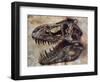 Tyrannosaurus Rex Dinosaur Skull-Stocktrek Images-Framed Art Print