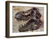 Tyrannosaurus Rex Dinosaur Skull-Stocktrek Images-Framed Art Print