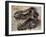 Tyrannosaurus Rex Dinosaur Skull-Stocktrek Images-Framed Art Print