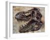 Tyrannosaurus Rex Dinosaur Skull-Stocktrek Images-Framed Art Print