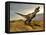 Tyrannosaurus Rex Dinosaur Walking in Desert Landscape-null-Framed Stretched Canvas