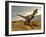 Tyrannosaurus Rex Dinosaur Walking in Desert Landscape-null-Framed Art Print