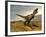 Tyrannosaurus Rex Dinosaur Walking in Desert Landscape-null-Framed Art Print