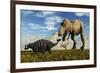 Tyrannosaurus Rex Dinosaurs Confronting a Lone Ankylosaurus-Stocktrek Images-Framed Art Print