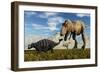 Tyrannosaurus Rex Dinosaurs Confronting a Lone Ankylosaurus-Stocktrek Images-Framed Premium Giclee Print