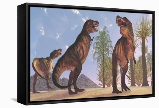 Tyrannosaurus Rex Dinosaurs Have a Growling Session-Stocktrek Images-Framed Stretched Canvas