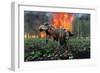 Tyrannosaurus Rex Fleeing from a Deadly Forest Fire-null-Framed Art Print