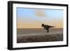 Tyrannosaurus Rex Hunting Along the Shoreline-null-Framed Art Print