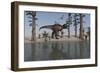 Tyrannosaurus Rex Hunting for its Next Meal Along the Water's Edge-null-Framed Art Print