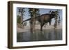 Tyrannosaurus Rex Hunting for its Next Meal in Shallow Water-null-Framed Premium Giclee Print