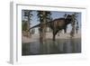 Tyrannosaurus Rex Hunting for its Next Meal in Shallow Water-null-Framed Art Print