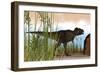 Tyrannosaurus Rex Hunting for its Next Meal-null-Framed Art Print