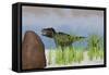 Tyrannosaurus Rex Hunting for its Next Meal-null-Framed Stretched Canvas