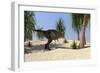 Tyrannosaurus Rex Hunting for its Next Meal-null-Framed Art Print