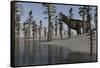 Tyrannosaurus Rex Hunting for its Next Meal-null-Framed Stretched Canvas