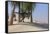 Tyrannosaurus Rex Hunting for its Next Meal-null-Framed Stretched Canvas