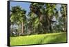 Tyrannosaurus Rex Hunting in a Tropical Landscape-null-Framed Stretched Canvas