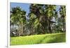 Tyrannosaurus Rex Hunting in a Tropical Landscape-null-Framed Art Print