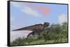 Tyrannosaurus Rex Hunting in an Open Field-null-Framed Stretched Canvas