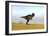 Tyrannosaurus Rex in a Grassy Field-null-Framed Art Print