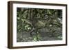 Tyrannosaurus Rex in Prehistoric Woodlands-null-Framed Art Print