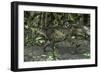 Tyrannosaurus Rex in Prehistoric Woodlands-null-Framed Art Print