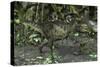 Tyrannosaurus Rex in Prehistoric Woodlands-null-Stretched Canvas
