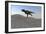 Tyrannosaurus Rex Running across a Desert Landscape-null-Framed Art Print