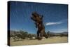 Tyrannosaurus Rex Sculpture Against a Backdrop of Star Trails, California-null-Stretched Canvas