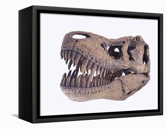 Tyrannosaurus rex skull-Walter Geiersperger-Framed Stretched Canvas
