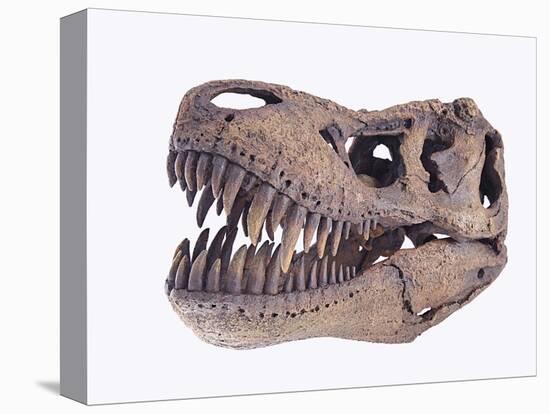 Tyrannosaurus rex skull-Walter Geiersperger-Stretched Canvas