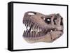 Tyrannosaurus rex skull-Walter Geiersperger-Framed Stretched Canvas