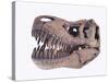 Tyrannosaurus rex skull-Walter Geiersperger-Stretched Canvas