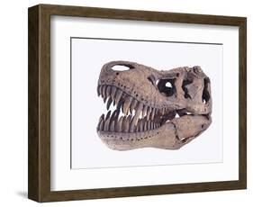 Tyrannosaurus rex skull-Walter Geiersperger-Framed Photographic Print