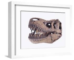 Tyrannosaurus rex skull-Walter Geiersperger-Framed Photographic Print