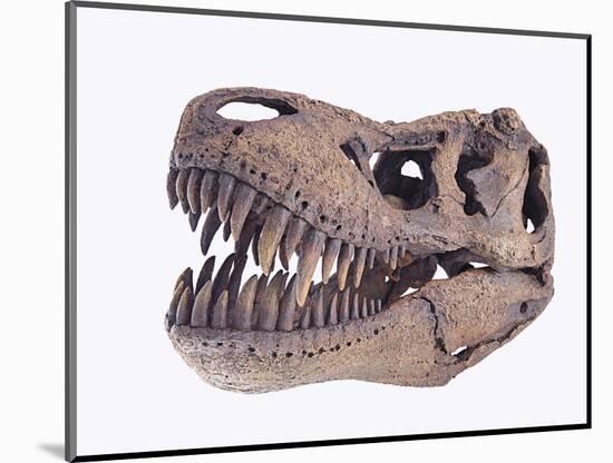 Tyrannosaurus rex skull-Walter Geiersperger-Mounted Photographic Print