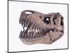 Tyrannosaurus rex skull-Walter Geiersperger-Mounted Photographic Print