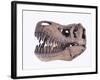 Tyrannosaurus rex skull-Walter Geiersperger-Framed Photographic Print