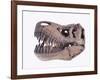 Tyrannosaurus rex skull-Walter Geiersperger-Framed Photographic Print