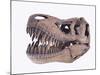 Tyrannosaurus rex skull-Walter Geiersperger-Mounted Photographic Print