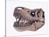 Tyrannosaurus rex skull-Walter Geiersperger-Stretched Canvas