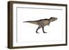 Tyrannosaurus Rex, White Background-null-Framed Art Print