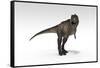 Tyrannosaurus Rex, White Background-null-Framed Stretched Canvas