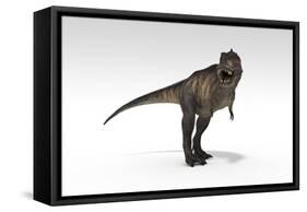 Tyrannosaurus Rex, White Background-null-Framed Stretched Canvas