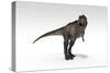 Tyrannosaurus Rex, White Background-null-Stretched Canvas