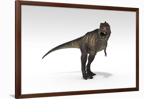 Tyrannosaurus Rex, White Background-null-Framed Art Print